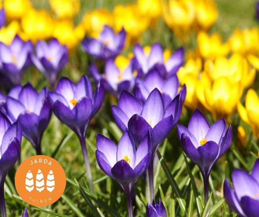 Maak je tuin klaar voor de lente met betrouwbaar tuinonderhoud van Jarda Tuinen!