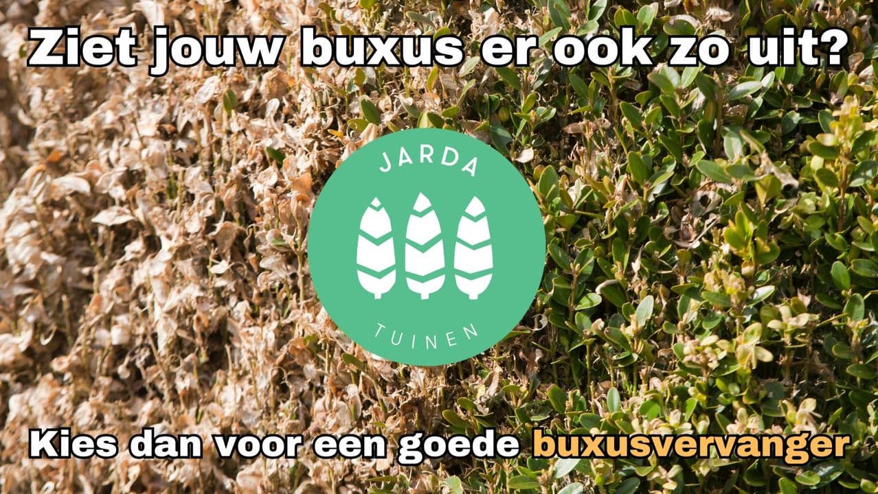 Op zoek naar een alternatief voor de aangetaste buxushaag? 🌿🔍