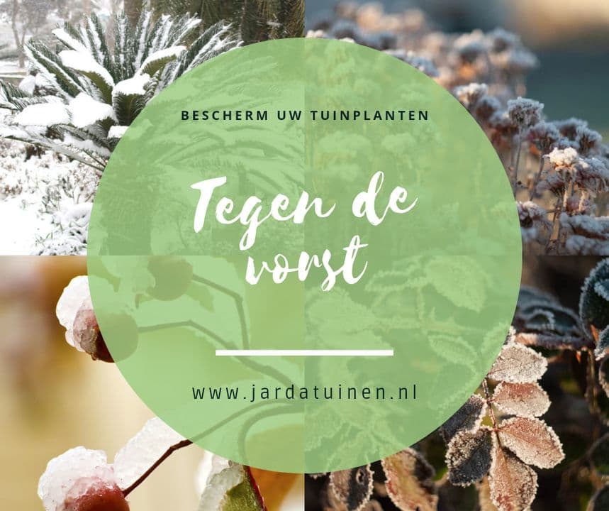 Bescherm uw kwetsbare planten tegen vorst!